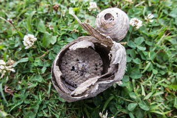 a wasp nest located on a green clover lawn