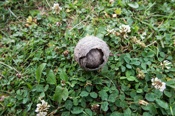 Obraz premium a wasp nest located on a green clover lawn