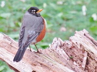 Fototapeta premium Proud Male Robin on Log