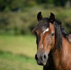 Obraz premium Portrait of beautiful chestnut horse with a mane 