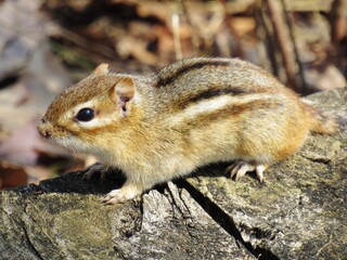 Chipmunk Body Side View