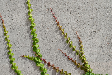 Climbing plant on gray cemented wall. Copy space.