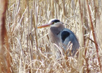 Blue Heron in the Reeds 