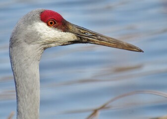 Sandhill Crane Close up Water