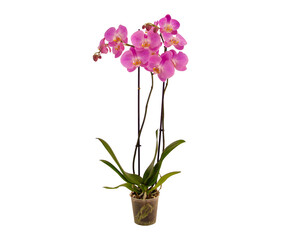 A Phalaenopsis orchid with two spikes and pink elegant flowers isolated on white background