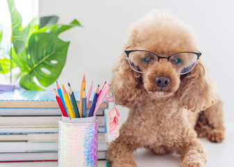 red poodle dog in reading glasses sits on the table with books, pencils, apple and other school supplies, concept of back to school and knowledge day, pet acting like human