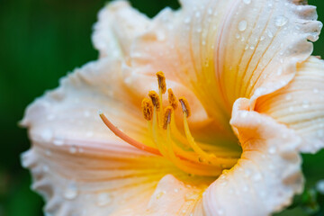 Fototapeta na wymiar Close Up of Dew Covered Cream Colored Daylily