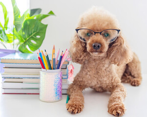 red poodle dog in reading glasses sits on the table with books, pencils, apple and other school supplies, concept of back to school and knowledge day, pet acting like human