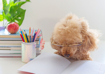 red poodle dog in reading glasses sits on the table with books, pencils, apple and other school supplies, concept of back to school and knowledge day, pet acting like human