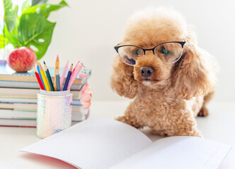 red poodle dog in reading glasses sits on the table with books, pencils, apple and other school supplies, concept of back to school and knowledge day, pet acting like human