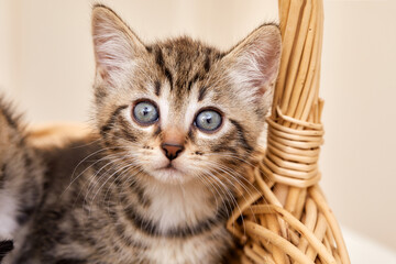 gros plan chaton tigré dans un panier en osier 