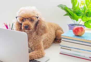 red poodle dog in reading glasses using laptop with books, pencils, apple and other school supplies on background, concept of back to school and knowledge day, pet acting like human