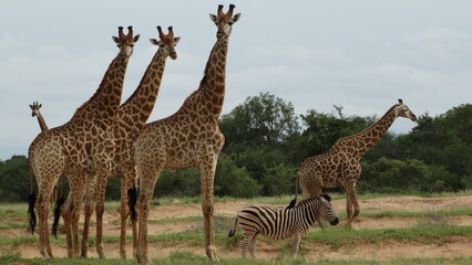 Naklejka na ściany i meble Kruger Park - South Africa - 02-10-2017 - Animals in safari