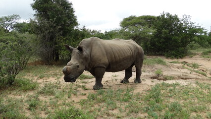 Kruger Park - South Africa - 02-10-2017 - Animals in safari