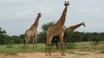 Kruger Park - South Africa - 02-10-2017 - Animals in safari