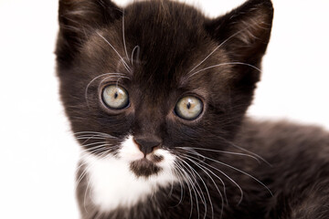 gros plan de la tête d'un chaton noir et blanc 