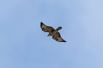 eagle flying over the blue sky in summer