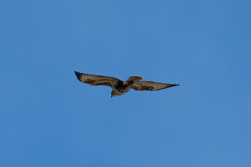 eagle flying over the blue sky in summer