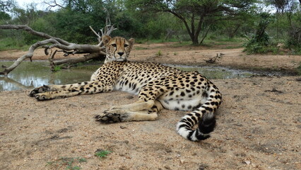 Kruger Park - South Africa - 02-10-2017 - Animals in safari