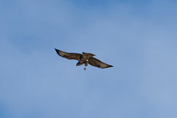 eagle flying over the blue sky in summer