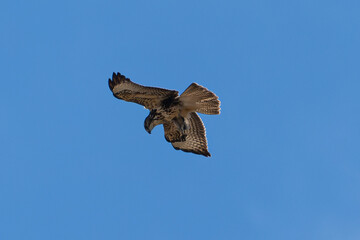 eagle flying over the blue sky in summer