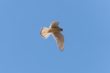hawk stalking its prey from the air