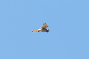 hawk stalking its prey from the air