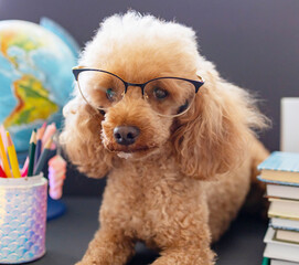 red poodle dog in reading glasses sits on the background of blackboard with books, globe, pencils, apple and other school supplies, concept of back to school and knowledge day, pet acting like human