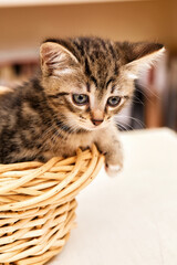 gros plan chaton tigré dans un panier en osier 