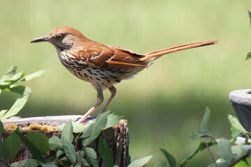 Brown Thrasher