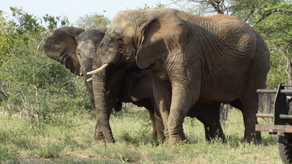 Naklejka na ściany i meble Elefantes Safari no Kruger Park África do Sul