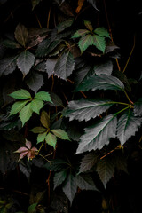 Green leaves grow on stones 