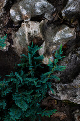 Green leaves grow on stones 