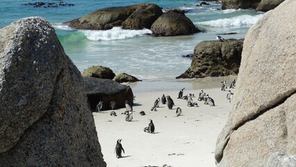 Colônia de Pinguins na Africa do Sul - obrazy, fototapety, plakaty