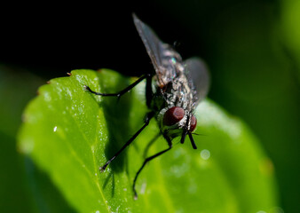 Common Housefly in a Leaf