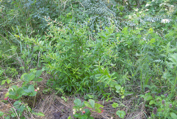 Young pomegranate tree in the garden - Which grew from seed