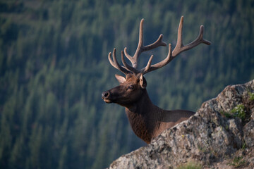 A Large Bull with Velvet Antlers High in the Rocky Mountains