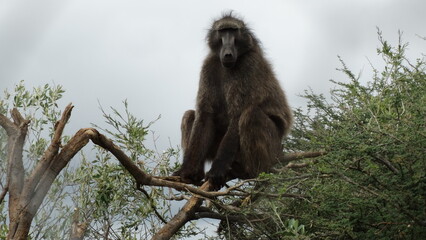 Etosha Park - Animais no parque Etosha na Namíbia - 04-20-2016