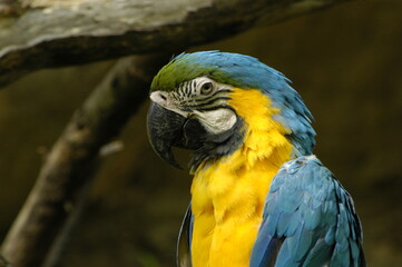 blue and yellow macaw