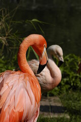 close up of a pink flamingo