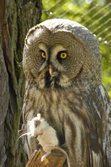 great horned owl in flight
