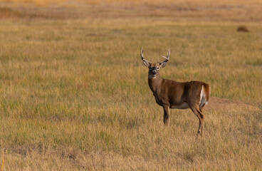 Naklejka na ściany i meble A White-tailed Deer Buck in a Field