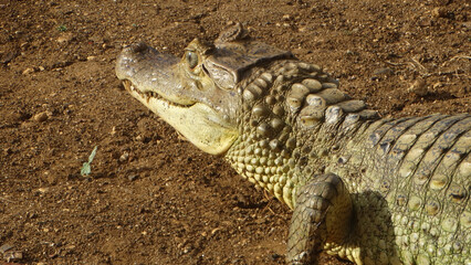 Obraz premium Jacarés na beira de lagoa em San Andrés Colômbia