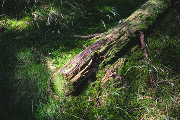 Old fallen tree in a wild forest overgrown with moss