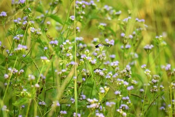 relva, flor e borboleta