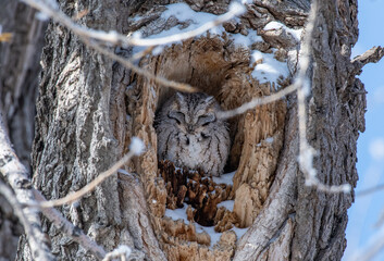 A Roosting Eastern Screech Owl on a Cold Winter Day