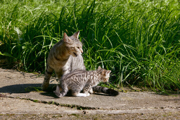 mignon chaton tigré sous la protection de sa mère chatte dans un jardin en été 