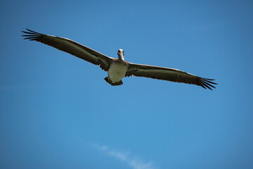 Brown Pelican with wings spread soaring in a blue sky.