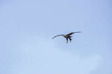 Golden eagle majestic predator raptor nature freedom flying sea winter snow