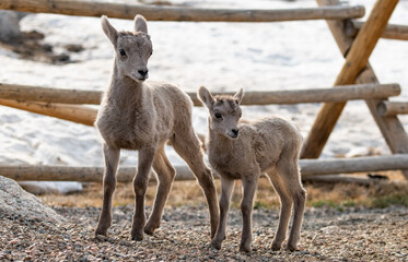 Adorable Bighorn Sheep Lambs High in the Rocky Mountains